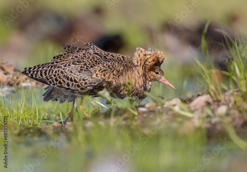 Ruff - male bird at a wetland on the mating season in spring