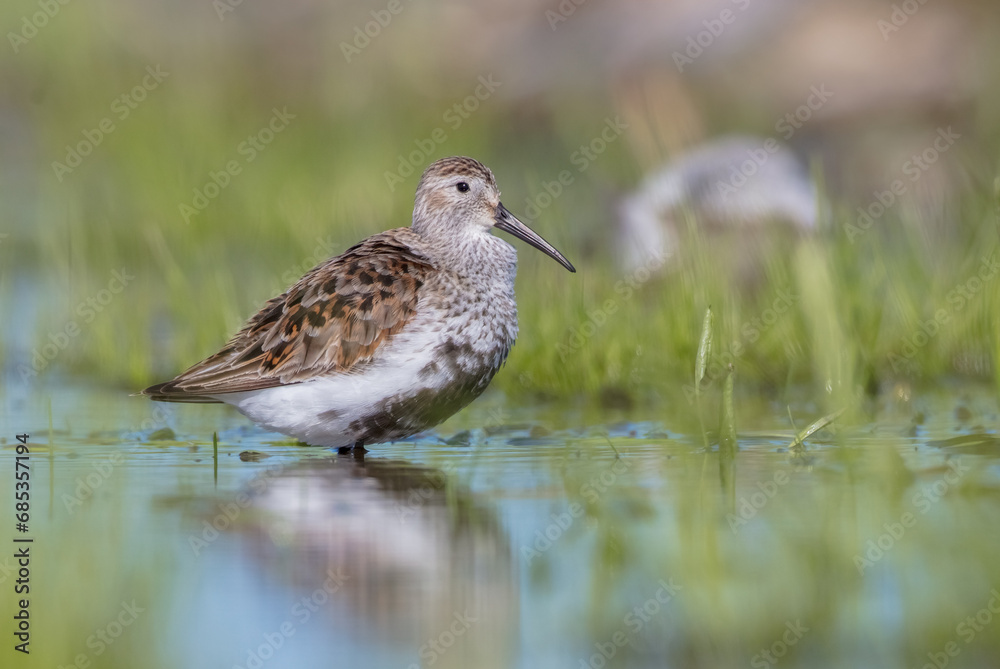 Dunlin - adult bird at a wetland on the spring migration Dunlin - adult bird at a wetland on the spring migration
