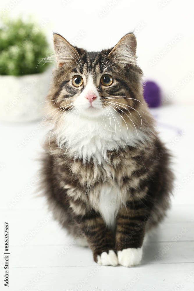 red Kuril bobtail kitten closeup photo with wool ball on white wall background