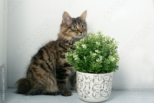 Fotografie gray Kuril bobtail kitten closeup photo with wool ball on white wall background