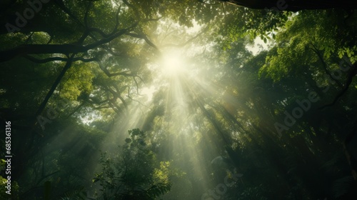  the sun shines through the canopy of a forest filled with lush green trees and tall, leafy trees.