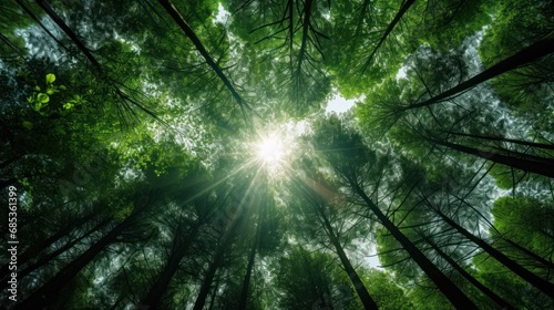  the sun shines through the tall trees in a green, forest - like area with tall, green, leafy trees in the foreground.