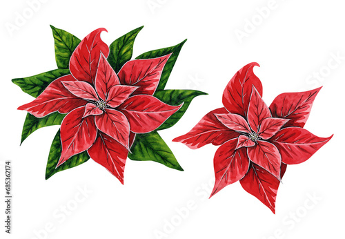 Christmas flowers poinsettia, hand drawn watercolor illustrations set isolated on white background. Floral illustration for Christmas decoration, patterns, textiles, stickers, postcards, invitations.