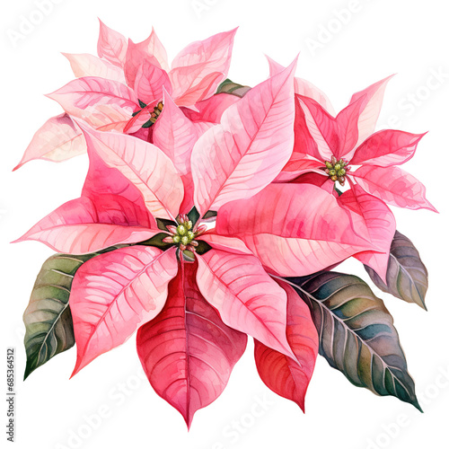 watercolor of a bunch of pink poinsettias