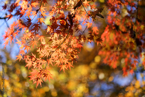 Rami di foglie d'acero rosse e gialle in stagione autunnale e sullo sfondo sfocati giallo e rosso in formato orizzontale