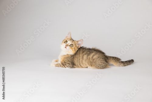 An isolated, beautiful little grey Scottish Fold kitten, looking playful and cheerful, is the focus of this cat portrait against a white background. photo