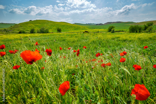 summer green fields with coloured flowers in Basilicata, Italy