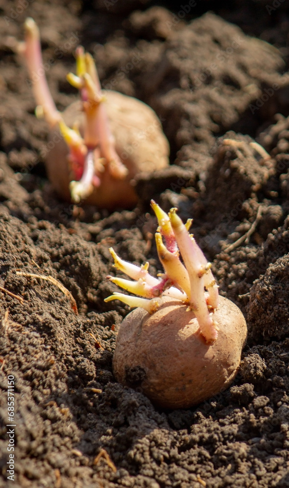 planting potatoes in spring, farm potatoes in hands. Selective focus. planting potatoes in spring, farm potatoes in hands. Selective focus.