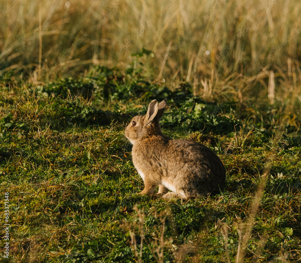 Fototapeta premium rabbit in the grass