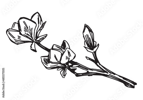 Magnolia blooming twig sketch. Spring time tree branch clipart. Hand drawn vector illustration isolated on white background.