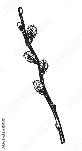 Pussy willow twig sketch. Spring time blooming tree branch clipart. Hand drawn vector illustration isolated on white background.