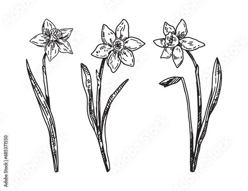 Spring time flowers collection. Clipart set of narcissus sketches. Hand drawn vector illustration isolated on white.