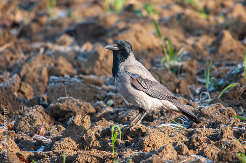 A Hooded Crow (Corvus cornix) standing in a field. photo