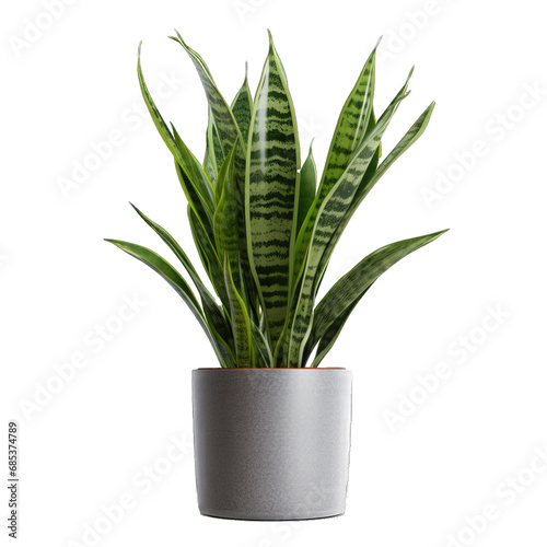 Potted Snake Plant Dracaena Trifasciata - A Snake Plant Also Known as Dracaena Trifasciata Presented in a Pot Showcasing Its Long Upright Leaves and Easy. Care Natur. Cutout PNG. photo