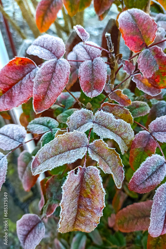 Ilex branches and leaves in the garden covered with morning white frost