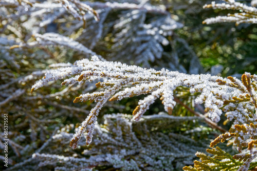 Green thuja leaves covered with morning white frost in the garden