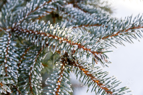 Green spruce branches in the garden covered with morning white frost