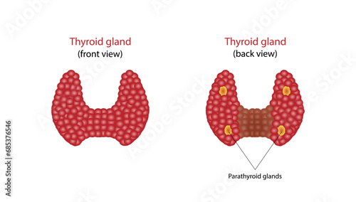 Thyroid and parathyroid gland. Anatomy anterior and posterior view of thyroid gland. hypothyroidism vs hyperthyroidism. Vector illustration isolated on white background. 