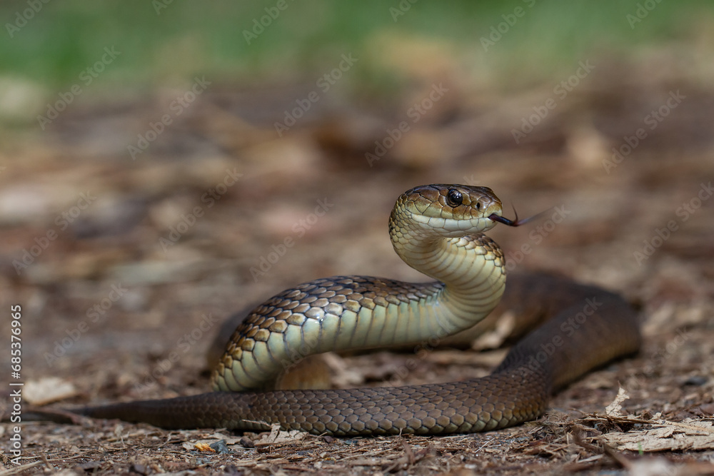 Fototapeta premium Australian highly venomous Rough-scaled Snake
