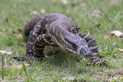 Tableau sur toile Australian Lace Monitor lizard in search of food