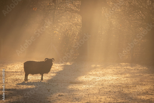 cold sheep photo