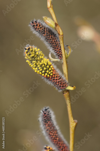 Vertical closeup on the yellow red colored catkins from the springtime blossoming Purple Willow, Salix purpurea