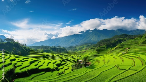 Panoramic landscape of Indonesian rice field terraces on a mountain, ricefield terrace. super wide rice field panorama
