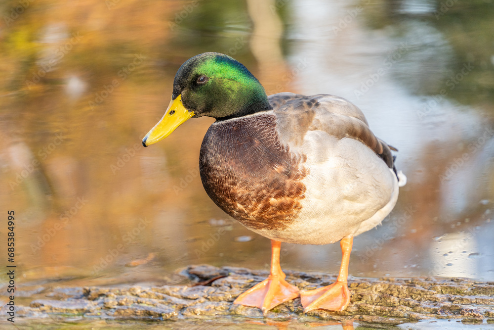 Mallard Duck (Anas platyrhynchos) rests on a long in pond with in Autumn color background. Mallard Duck (Anas platyrhynchos) rests on a long in pond with in Autumn color background.