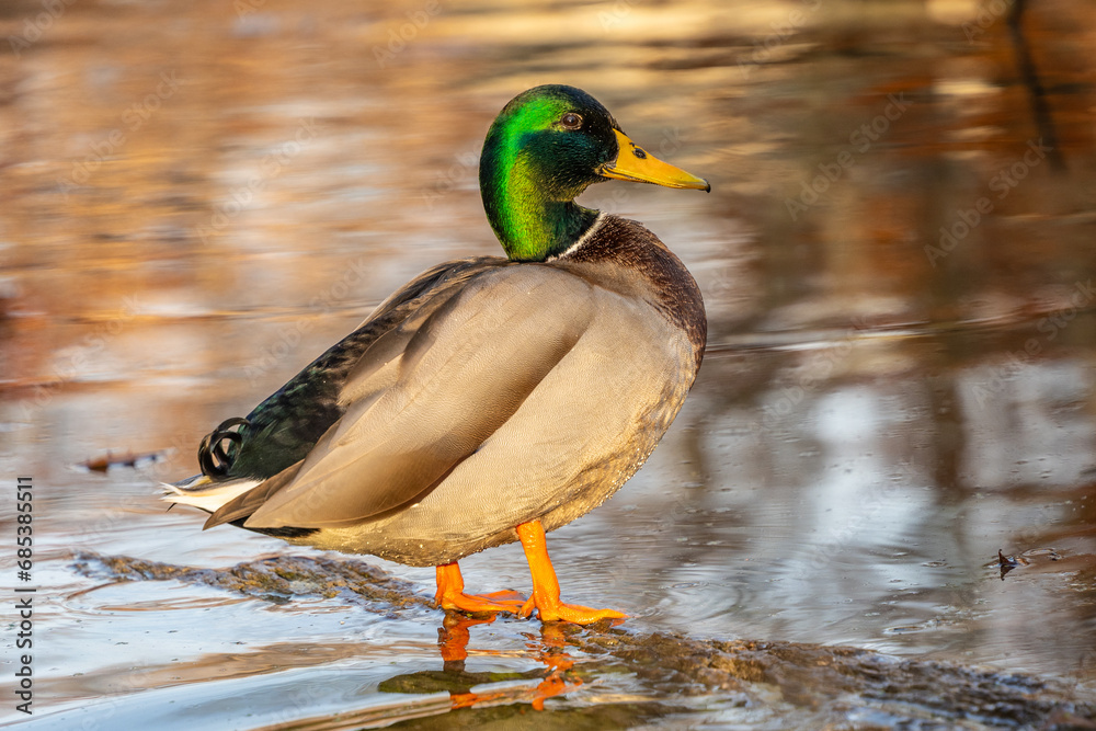 Male Mallard Duck (Anas platyrhynchos) rests on log in pond with autumn color background. Male Mallard Duck (Anas platyrhynchos) rests on log in pond with autumn color background.