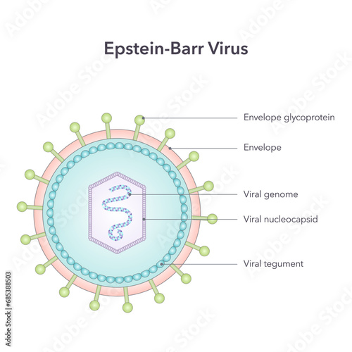 Epstein Barr Virus vector illustration graphic diagram