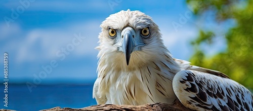 White-bellied Sea Eagle in its environment photo