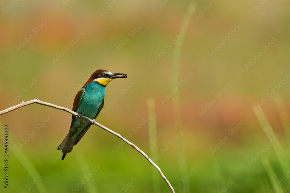 European bee-eater, Merops apiaster, with a dragonfly in its beak. European bee-eater, Merops apiaster, with a dragonfly in its beak.