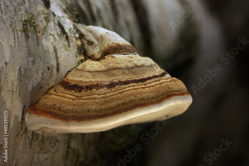 Close-up of a mushroom, tinder fungus on dead wood, fomes fomentarius photo