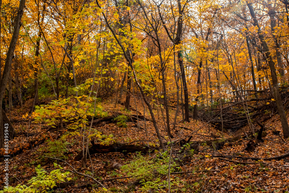 Ruggued autumn landscape of trees and hills in the woods on a fall day in Iowa. Ruggued autumn landscape of trees and hills in the woods on a fall day in Iowa.