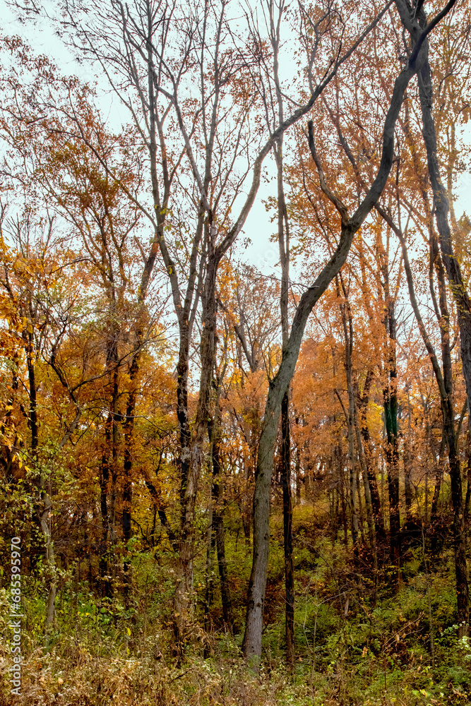 Vertical photo of an autumn forest landscape in Iowa. 