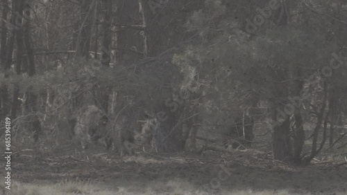 Wild boar running through the woods photo