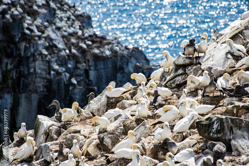 Northern Gannets nesting on the famous Bird Rock at Cape St. Mary's Ecological Reserve Newfoundland Canada overlooking the Atlantic Ocean.