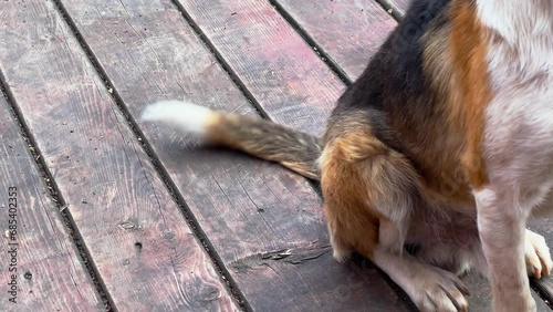 Happy curious dog wags a tail standing on wooden porch