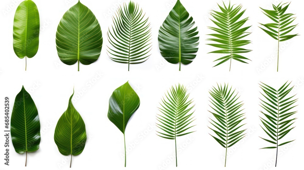 Fototapeta premium Different tropical leaves,Collection of green palm leaves Isolated on white background,