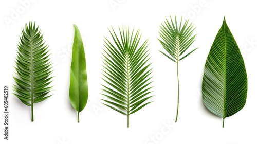 Collection of green palm leaves Isolated on white background, photo