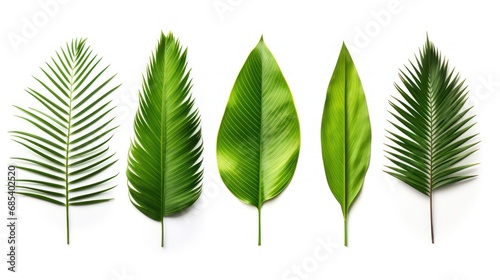 Collection of green palm leaves Isolated on white background,