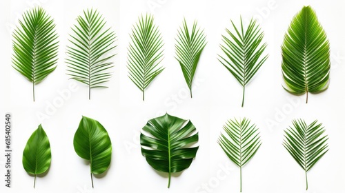 Different tropical leaves,Collection of green palm leaves Isolated on white background,