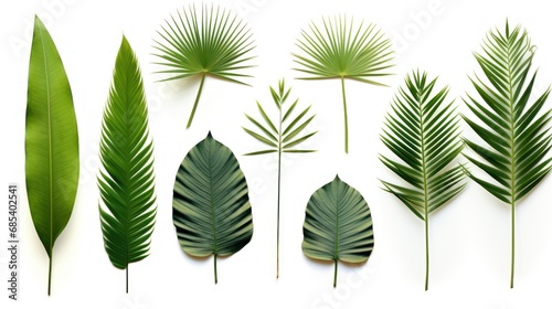 Different tropical leaves,Collection of green palm leaves Isolated on white background,