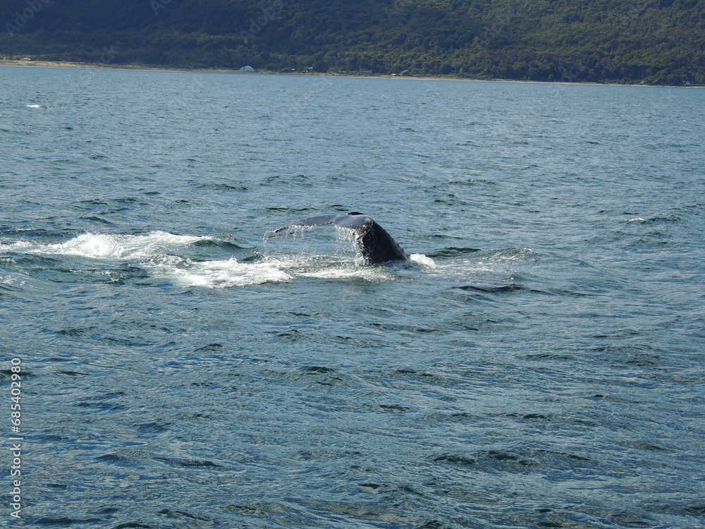 Fototapeta premium humpback whale tail