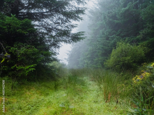 Small pathway in a forest and fog in the background. Moody nature scene. Nobody. Calm and peaceful mood.