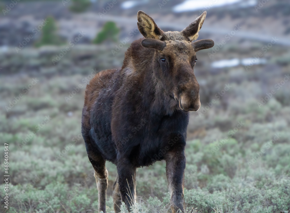 moose in a field, yellowstone 