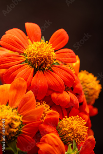 Orange flower  beautiful orange flower in detail with dark background  selective focus