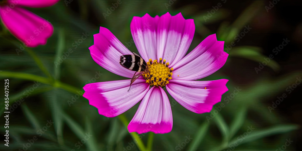 Obraz premium Flower and bees