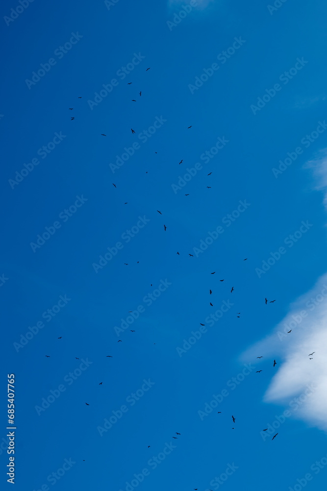 Large Group of Frigate Bird (Fregata magnificens) or Man O' war Flying Over the Ocean Against a Dark Blue Cloudy Sky from Afar