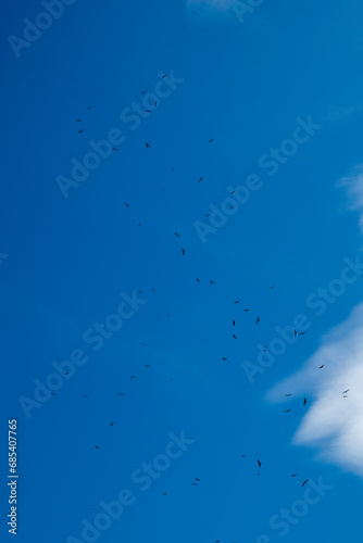 Obraz na płótnie Large Group of Frigate Bird (Fregata magnificens) or Man O' war Flying Over the Ocean Against a Dark Blue Cloudy Sky from Afar w salonie